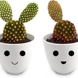 Hillmart Natural Live Opuntia Cactus Plants For Home Decor Indoor Live Two Different Variety (Bunny Ear) With Cute Hand Drawn Pot.-image-5