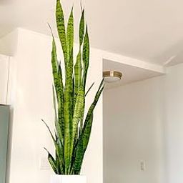 Snake plant indoor live plant with pot | Plants for Home | Live Plants With Pot | Air purifier plants | Plants for Home Decor | Pack of 1 Healthy Indoor Plant-image-42