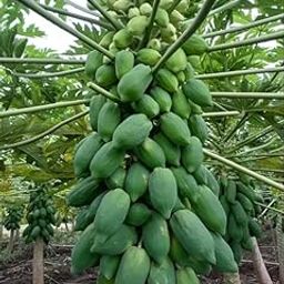 Hybrid papaya seeds for home garden Pack Of 800-image-39