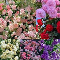 Ritz Farming® Climbing Rose Imported Flower Seeds for Home and Kitchen Gardening Pack of 60 to 70 seeds (MULTICOLOR)-image-23