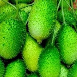 Kakoda kantola seeds hybrid, kakrol, High germination Pack Of 15-image-16