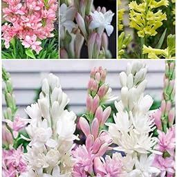 Tuberose bulbs plant different colour fragrance tuberose High Fragrance (Pack of 10 Multicolor bulbs)-image-77