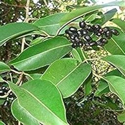 jamun leaf 20 leaves fresh.-image-49