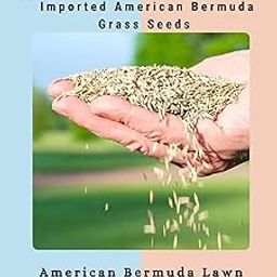 Garden® Imported American Bermuda Lawn Grass Seeds For Garden, Lawn & Sports Grounds | Fast Growing and Durable Lawn Grass Seeds For Gardening | Pack Of 100 Seeds-14