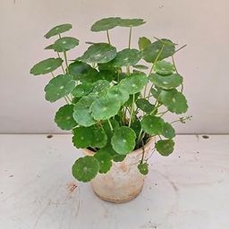 Coin plant ||Plant for coin (Pack of 1 Healthy live plant With Pot)-image-78