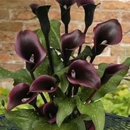 Calla lily Holland Imported Flower Bulbs For Home and Gardening Pack Of 1 bulbs (BLACK)-image-60