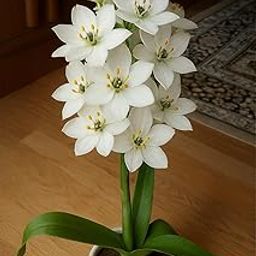 SVG® Ornithogalum Chinchirinchi Flower Bulbs Imported Variety Pack of 5 bulbs (WHITE)-image-16