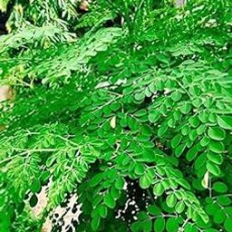 Rameshvar Enterprises | Drumstick, Moringa Oleifera - Plant-25