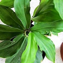 V K GLOBAL Live Insulin Costus Igneus Medicinal Plant I With Growbag.-image-37
