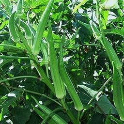 Golden Hills Farm Hybrid Vegetable Seeds : Hybrid Ladies Finger Seeds -Okra - Bhindi For Large Area Commercial- 100 Seeds-image-2