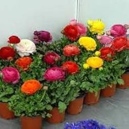 Ranunculus Bulbs Mix Colour For ALL Season Gardening pack of 8-image-9