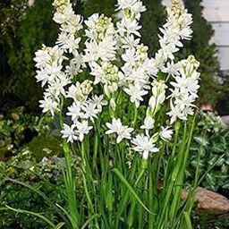 Urban Gardens Rajanigandha Double Flowering Or Tuberose Double Petal Fragrant Flower Bulbs(Pack Of 5)-16