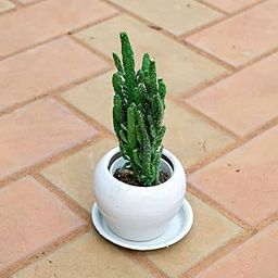 Opuntia Monacantha Cactus in 3 Inch Plant Natural Miniature Live Garden Home Classy White Apple Ceramic Pot with Tray-image-93