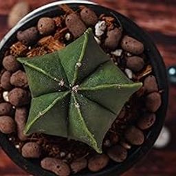 DREAM NURSERY-Astrophytum Flowering Cactus Live Plant (Rare) Size 3 inches Blooming Size. (astrophytum Nudum)-image-96