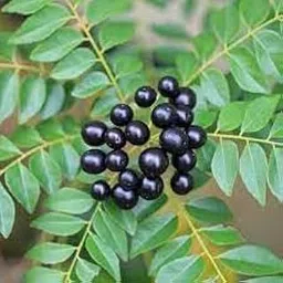 generic Curry patta plant seeds Pack of 11 seeds-picture-17