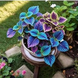 60+ Seeds- All Seasons Blue Mini Coleus Plant Seeds For Home Garden- Grow Indoor & Outdoor.-image-21