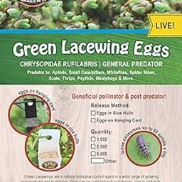 Green Lacewing Eggs - 10,000 Live Eggs Packed in Rice Hulls-image-88