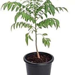 Kadi Patta/Curry Leaves Ayurvedic Plant With Pot (Curry patta plant)-picture-11