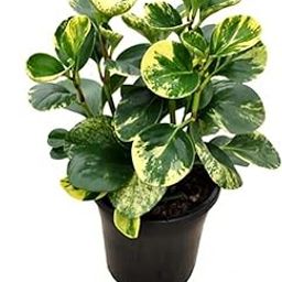 Garden Nature Care Philodendron Birkin White Wave Healthy Matured Rare Live Plant Indoor for Home,Office Decor Air Purifier Plant with Pot-image-12