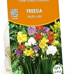 Live Green Flower Bulbs | Freesia Mix Double Important Bulbs For All Season - (Pack Of 10 Bulbs)-image-44