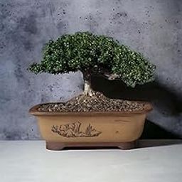 Bonsai banyan tree live plant, Kamini bonsai Plant for Garden Indoor (Pack of 1 With pot)-image-79