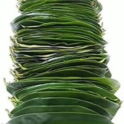 FEVIKON™ Soursop Graviola Green Leaves from Matured and Organic Soursop Trees (Annona muricata Hanuman Phal Laxman Phal Guyabano Mullu Chitta Leaves) (100 Nos)-image-21