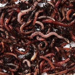 KAKRAN ORGANIC Kechua Live & Earthworm Egg Making for vermicompost(300+ nos Live Earthworm 1 KG)-11