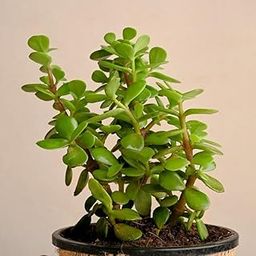 Jade Plant (Battan Bel) Live Plant without Pot- Indoor Succulent | Hardy Elegance for Your Living Space-image-28