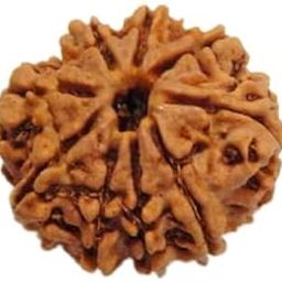 TRINETRA GEMS STONE Superb Nine Face Rudraksha IGL Lab Certified Genuine नौ मुखी रुद्राक्ष For Make Pendant Mala Original Nau Mukhi Rudraksha Natural Nepali Beads Real 9 Mukhi Rudraksha-picture-2