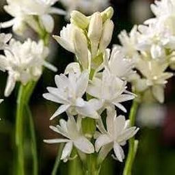 Tuberose seeds for gardening,100% (10 bulbs)-image-25