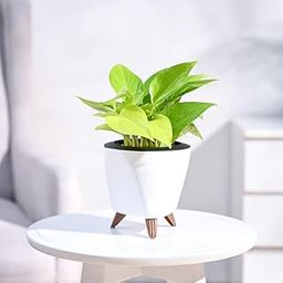 UGAOO Golden Money Plant Indoor with Lagos Self Watering Pot (White, Small)-image-38