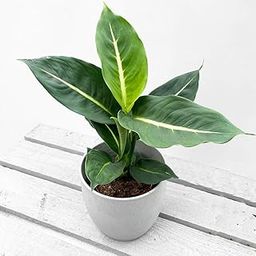 Indian Gardening Live Dieffenbachia Green Magic – Stylish Indoor Foliage for Clean Air & Modern Interiors-image-82