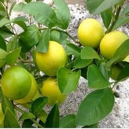 Baramasi Grafted Hybrid Lemon Plant – All Season Kagzi Nimbu Tree for Home Garden | High Yield Fruit Plant-picture-28