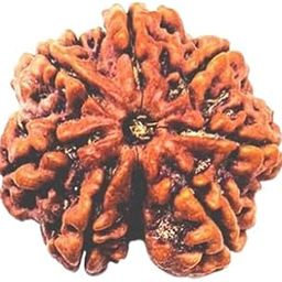 Astro Cart Saat Mukhi Rudraksha Nepali Original 7 मुखी रुद्राक्ष असली For 7 Face Rudraksha Bracelet-image-33
