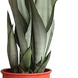 kushplant Silver Queen Sansevieria Snake moon shine Plant/Air Purifier Plant with pot Snake Plant/Air Purifier Plant/Indoor Plant with pot-image-93