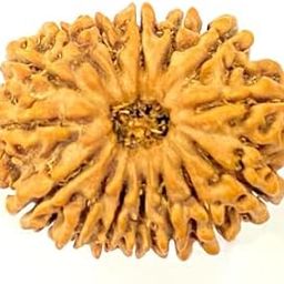 BRAINCORD Real Nepali 15 Mukhi Rudraksha Original Certified Fifteen Mukhi Rudraksha Pashupatinath Rudraksha 15 मुखी रुद्राक्ष Brown Bead Rudraksha Pandrah Mukhi Rudraksha for Pooja Purpose-image-3