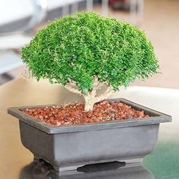 Mphmi Nursery Delhi Indoor Plants Buxus Bonsai - Plant-image-85