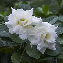 GREEN ISLAND Adenium Grafted Bonsai Looking Flower Plant White with Beautiful Pot (White)-image-79