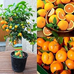 Sweet orange plant hybrid all seasons,Grafted Plant height 1-2 Feet (Pack of 1 Live fruit plant)-image-57