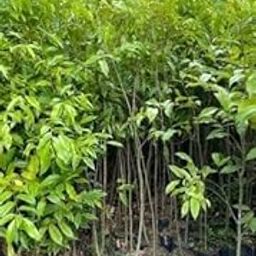 Original Agarwood Live Plant | live assam grown agarwood plant | Rare Fragrant Tree - Pack of 1-image-71