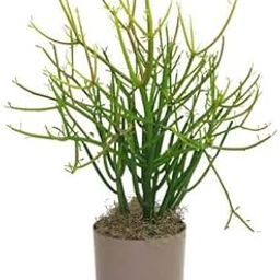 PlantaZee Live Pencil Cactus/Euphorbia tirucalli/Milk bush Decorative Succulent For Home/Balcony/Garden - Healthy Live 1 Plant-image-2