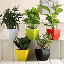 Ferns 'N' Petals Combo of 5 Airpurifying Plant Set-image-78