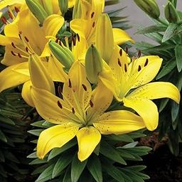 Udanta Asiatic Lily Flower Bulbs For Home Garden Pavia 5pcs Yellow-image-26