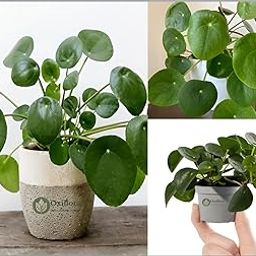 Oxiflora®Coin plan|Chinese Money Plant|Philodendron Brasil| Broken Heart| Pilea peperomioides Healthy Indoor Live Plant for Home and Office Decoratear-image-88