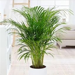 AnjaliPlants Foundation Primium Quality Areca Palm Plant for Elegant Room and Garden Decoration Home Indoor/Outdoor Areca Palm Tree Without Pot for (2 Feet) live plant.-image-13