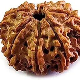 9 Mukhi Rudraksh Rudraksh Rudraksha Bead,Certified, Original Rudraksh Bead/Natural Rudraksha Bead (Brown) with Certificate and Puja Instructionsx90-image-72