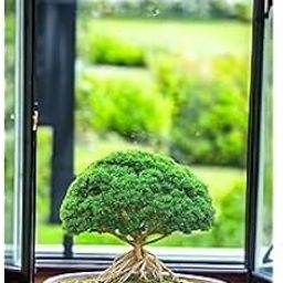 Bonsai plants for home indoor live (Pack of 1)-image-63