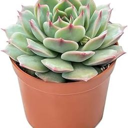 Soil Savers Vishnu Kamal Succulent Live Plant Indoor Outdoor With Plastic Pot 4 Inch Size-image-28