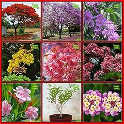 Creative Farmer Terrace Garden Seeds Combo Tree Seeds : Jacaranda Mimosafolia, Flame Tree, Queen Crape Myrtle, Peltophorum, Prunus Puddum, Cassia Javanica, Nerium Oleander, Har Singar, Tickberry Kitchen Garden Pack-picture-14