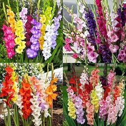 Gladiolus double flower bulbs, Mixed High Quality Bulbs Set of 5 | 100% germination | Flowering Bulbs | Flower Plants for Home Gardening-image-6